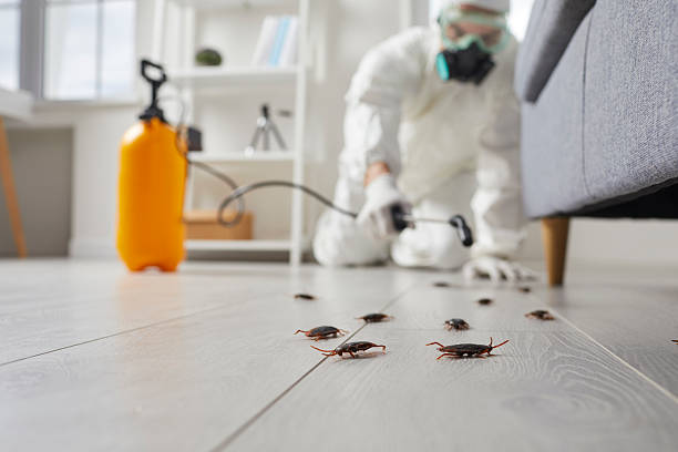 Post-Treatment Bed Bug Interceptor Monitoring in Pecan Acres